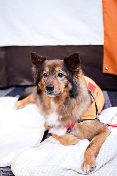 聴導犬