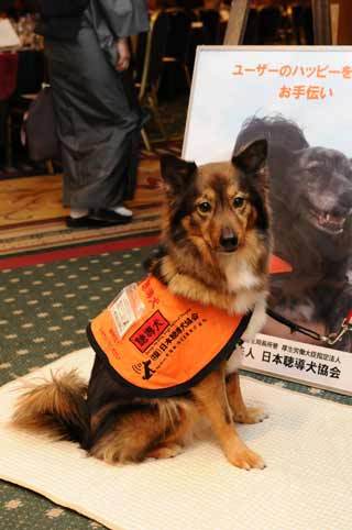 聴導犬