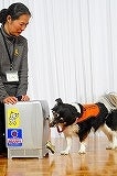 シーガル倶楽部 グルメ探訪レポート-犬デモ01