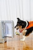 シーガル倶楽部 グルメ探訪レポート-犬デモ03