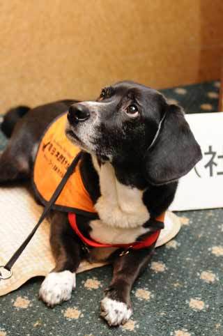 聴導犬