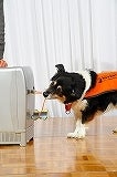シーガル倶楽部 グルメ探訪レポート-犬デモ02