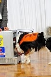 シーガル倶楽部 グルメ探訪レポート-犬デモ04
